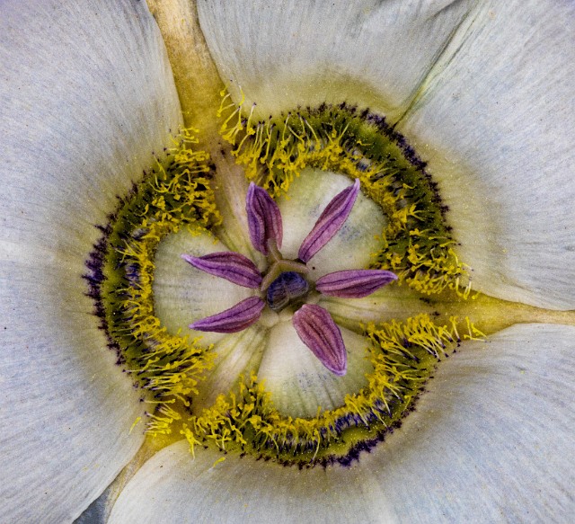 052Calochortus 19-5623.jpg